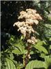Rodgersia pinnata2