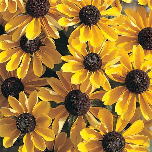 Rudbeckia Toto Gold