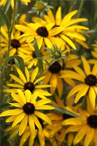 Rudbeckia missouriensis