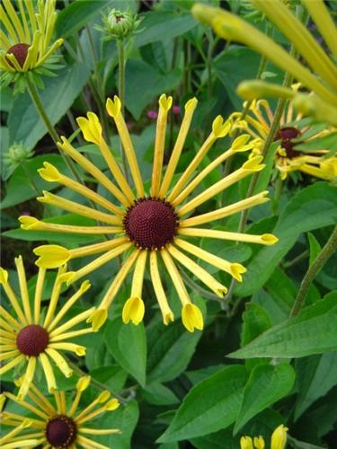 Rudbeckia sub.tom Henry Eilers