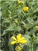RudbeckiaHerbstsonne