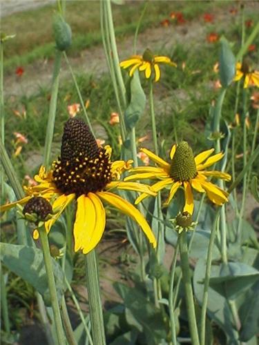 RudbeckiaMaxima.