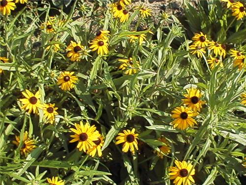 RudbeckiaSpeciosa2
