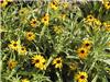 RudbeckiaSpeciosa2