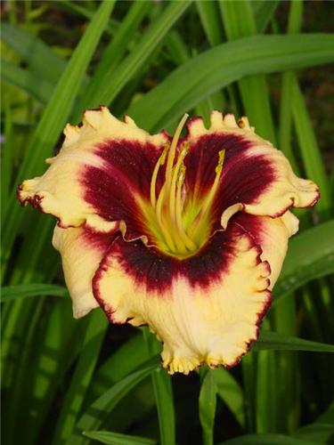 Sabine Bauer (fragrant)