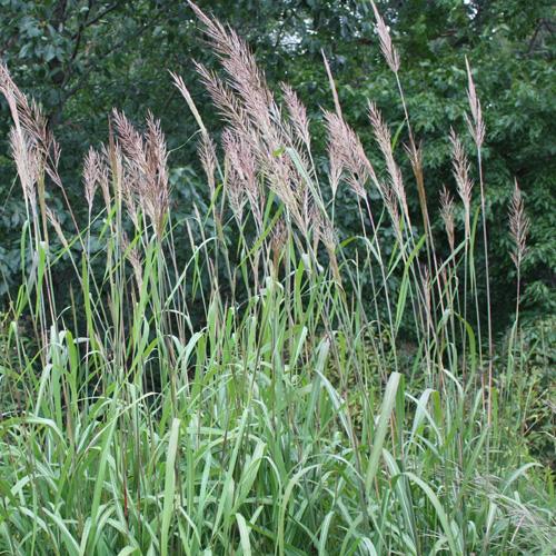 Saccharum contortum