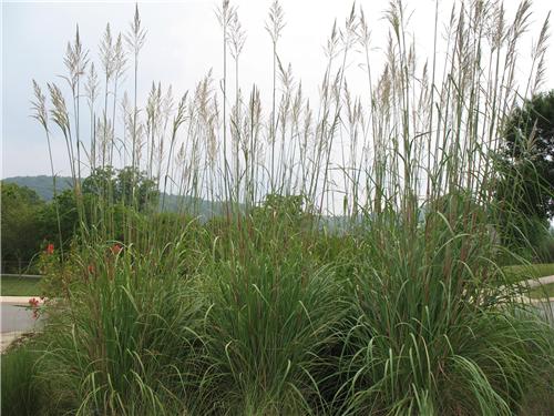 Saccharum ravennae