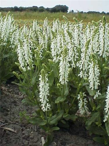 Salvia schneehugel1
