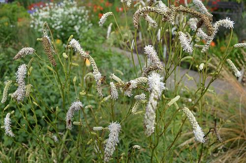 Sanguisorba All Time High