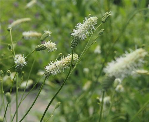 Sanguisorba Burr-s Blanc
