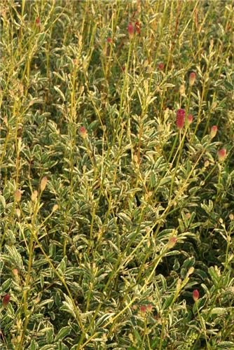 Sanguisorba Daily Marble