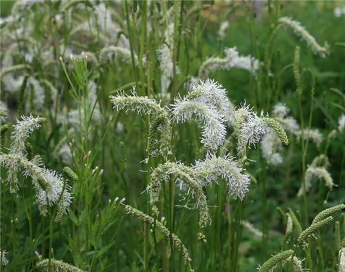 Sanguisorba Korean Snow