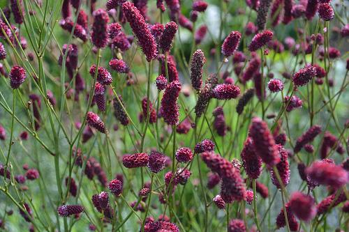 Sanguisorba Purple Tail