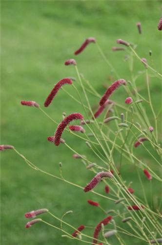 Sanguisorba Scapino