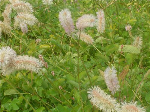 Sanguisorba albiflora