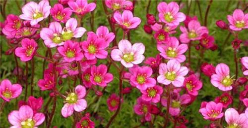 Saxifraga (A) -Blutenteppich-