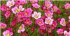 Saxifraga (A) -Blutenteppich-