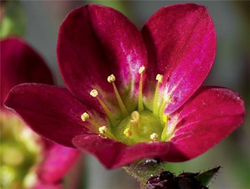 Saxifraga (A) -Highlander Red-