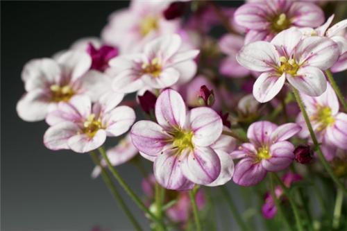 Saxifraga (A) -Highlander Rose Shades-