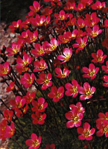 Saxifraga (A) -Purpurteppich-