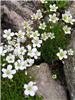 Saxifraga -White Pixie-