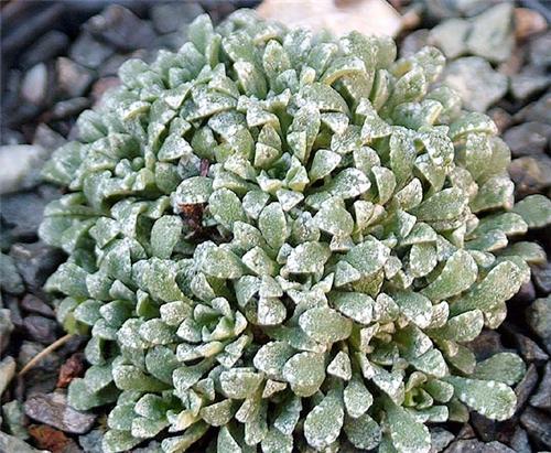 Saxifraga paniculata minutifolia