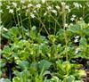 Saxifraga urbium -Variegata-