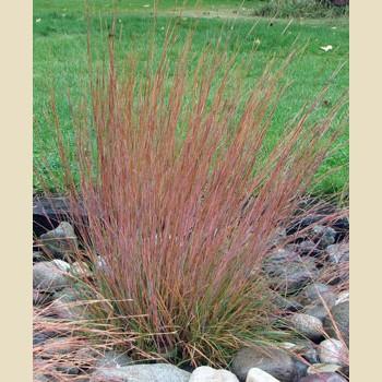 Schizachyrium scoparium Blaze