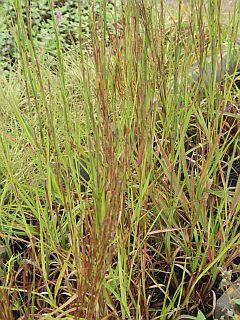 Schizachyrium scoparium Cairo