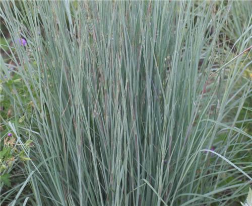 Schizachyrium scoparium Prairie Blues