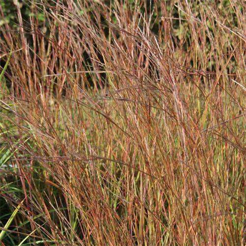 Schizachyrium scoparium Wildwest