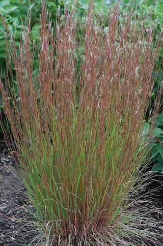 Schizachyrium scoparium