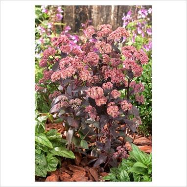 Sedum Jose Aubergine
