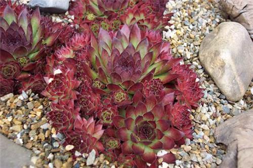 Sempervivum 'Noir' 1