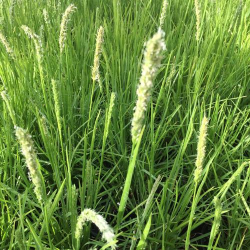 Sesleria argentea