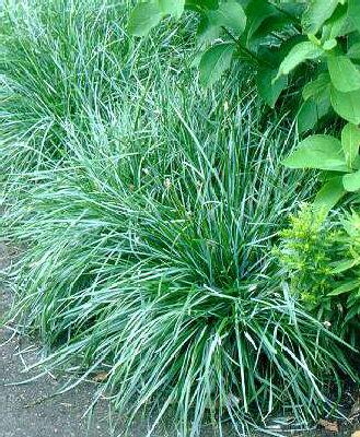 Sesleria caerulea