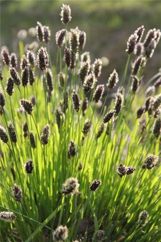 Sesleria heufleriana