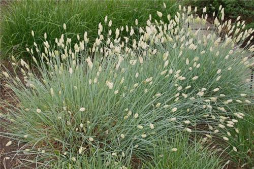Sesleria nitida