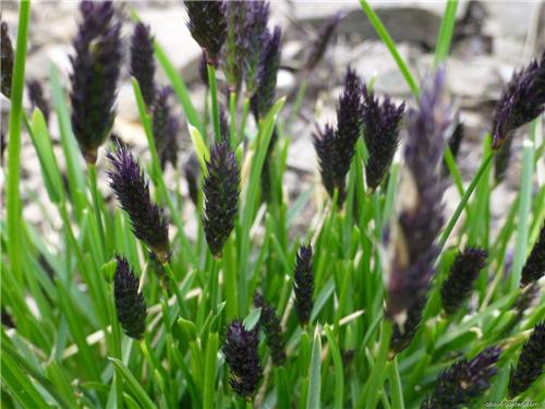 Sesleria sadleriana