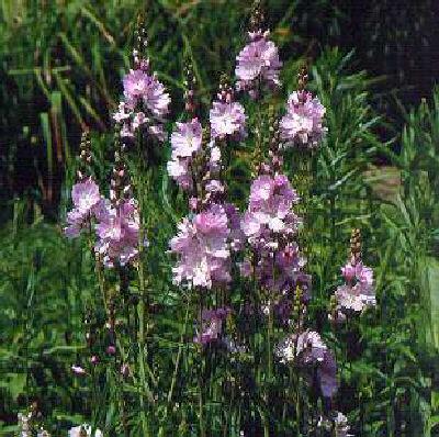 Sidalcea Elsie Heugh1
