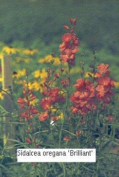 Sidalcea oregana 'Brilliant'