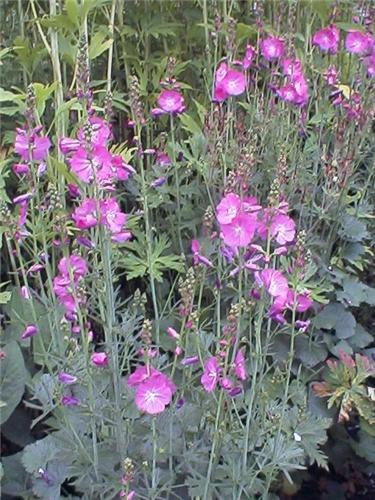 Sidalcea.candida