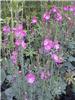 Sidalcea.candida