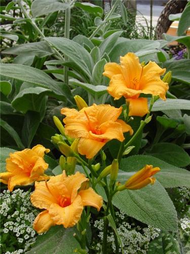 SiloamBertieFerris