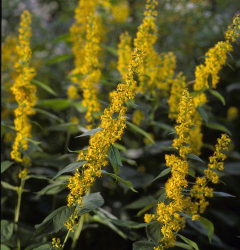 Solidago flexicaulis -Flexi Belle-