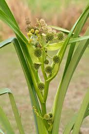Sparganium erectum