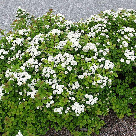 Spiraea betulifolia -Island-