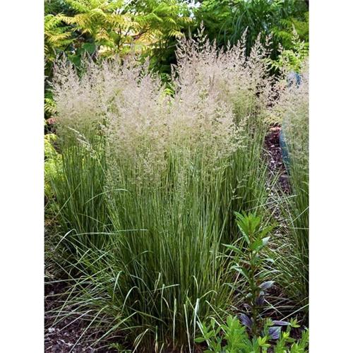 Sporobolus wrightii