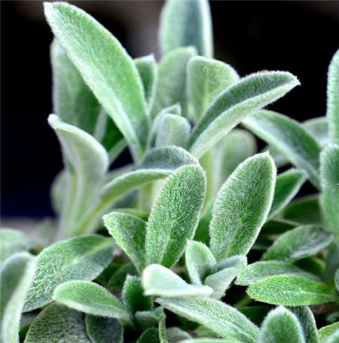 Stachys -Tiny Ears-