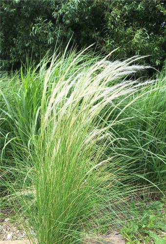 Stipa Ichu